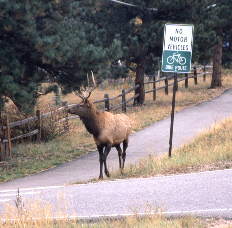 Rocky Mountains, brave wapiti