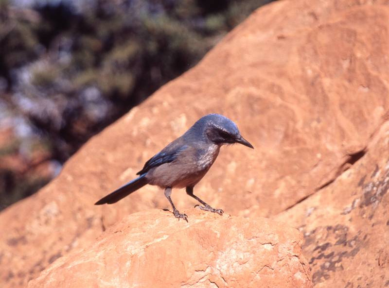 Western Scrub-Jay
