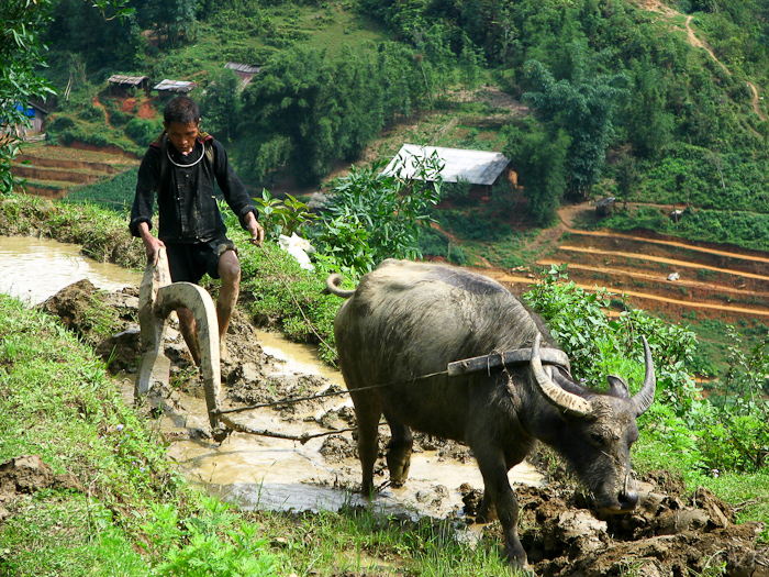 23  Black Mhongboer in Sapa